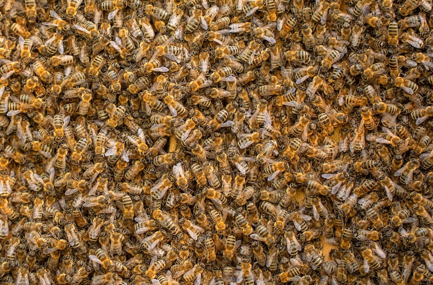 Honey bees Swarm transplant Texture Lots of insects