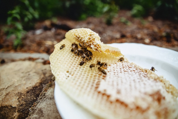 Honey, bees and wax on a plate