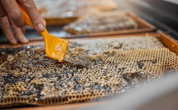 Honey frame and closeup of scrape tools for bee farming agriculture or food in beekeeping production Beekeeper honeycomb and apiculture worker with uncapping fork natural product or work at farm