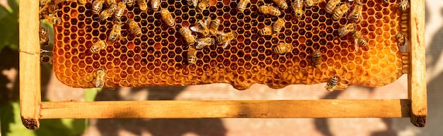 Honey frame with bees and packaged honey