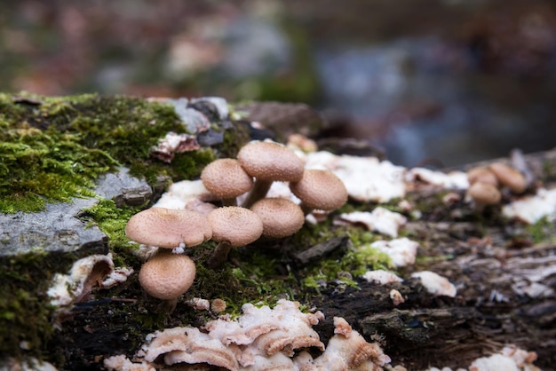 Honey mushrooms in the autumn forest