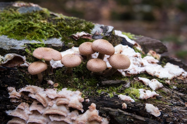 Honey mushrooms in the autumn forest