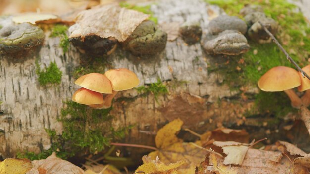 Photo honey mushrooms in forest moss agaric honey mushrooms growing on tree selective focus