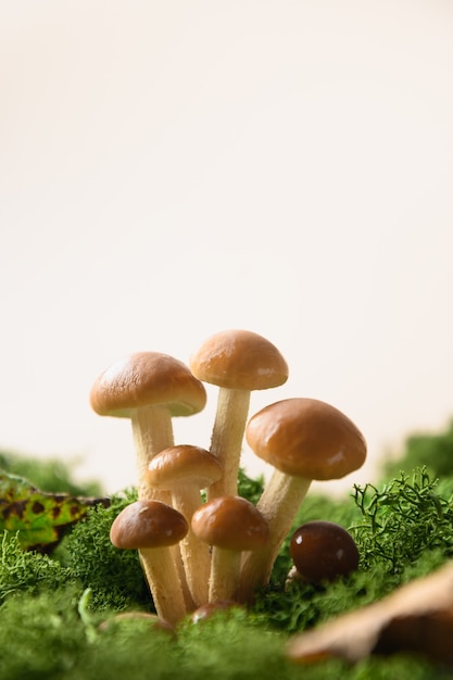 Honey mushrooms in forest moss concept pick mushrooms