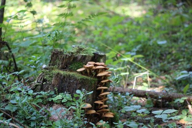 Photo honey mushrooms growing on a stump in the autumn forest