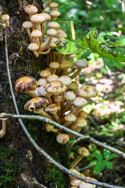 Honey mushrooms