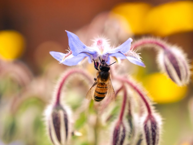 A honeybee collecting nectar from a blue flower in a sunny garden during springtime bloom