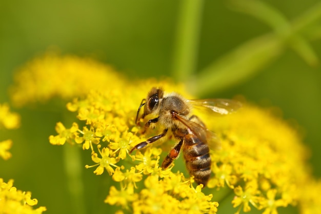 Honeybee harvesting pollen from blooming flowers