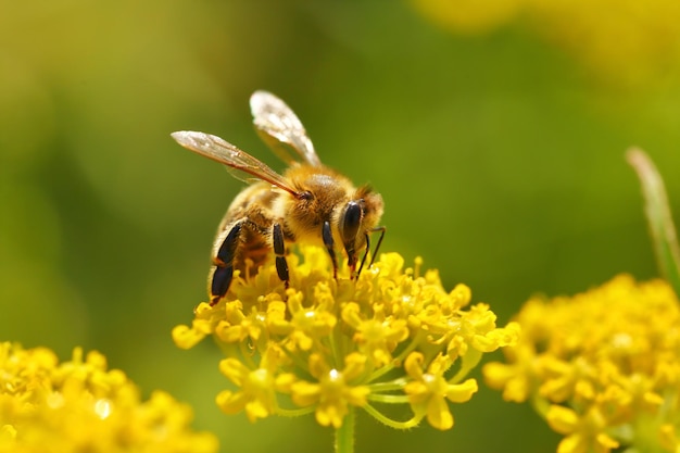 Honeybee harvesting pollen from blooming flowers