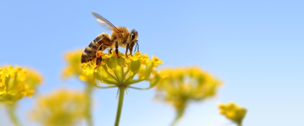 Honeybee harvesting pollen from blooming flowers