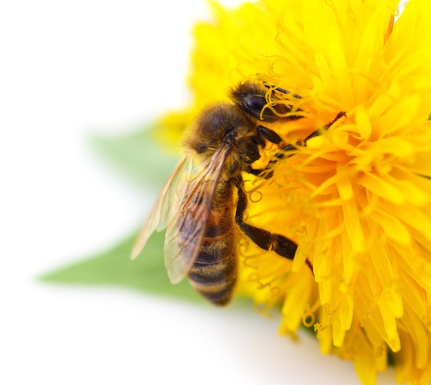 Honeybee and yellow flower head isolated on a white background