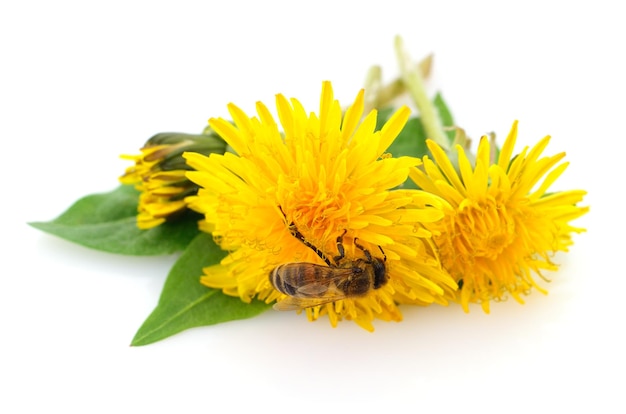 Honeybee and yellow flower