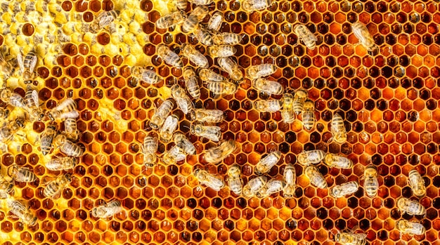 A honeycolored pollen frame in a beehive Abstract natural background