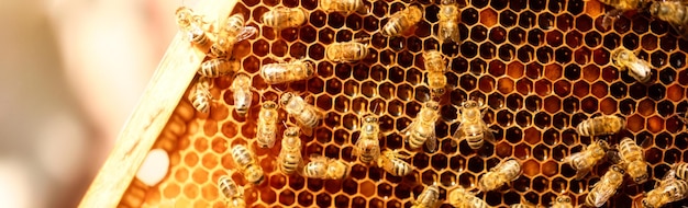 A honeycolored pollen frame in a beehive Abstract natural background