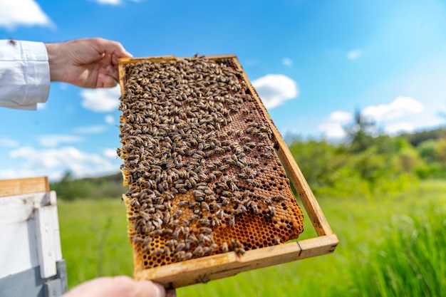 Honeycomb beeswax with beekeeper. Wooden frame of beehive.