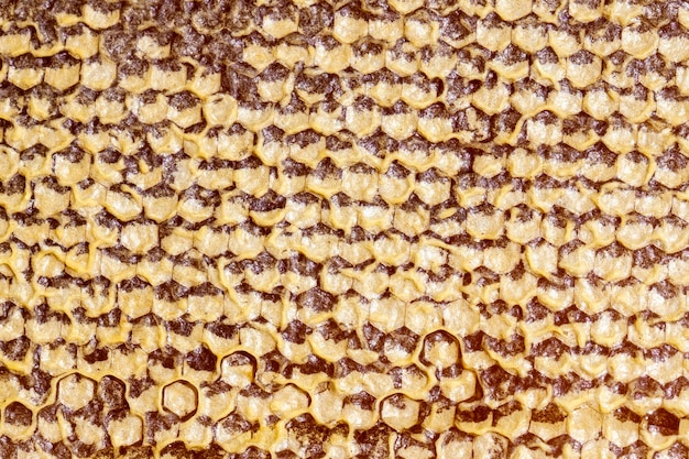 Honeycomb filled with flower honey