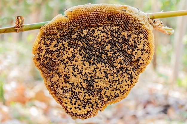 Honeycomb hem or Apis florea