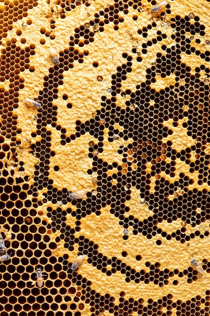 honeycomb texture background with bee