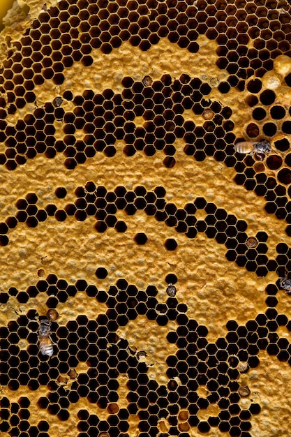 honeycomb texture background