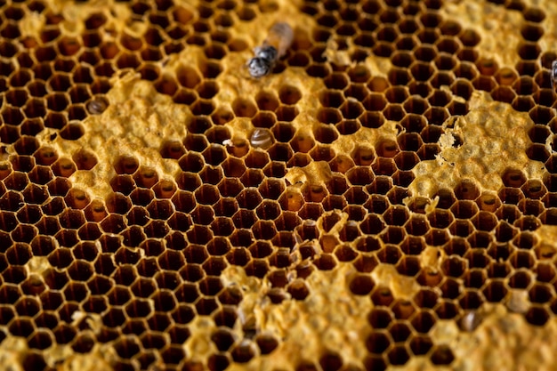 honeycomb texture background