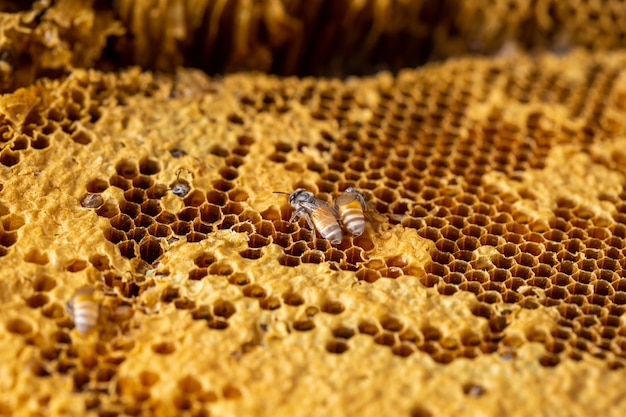 Honeycomb with Bee texture background