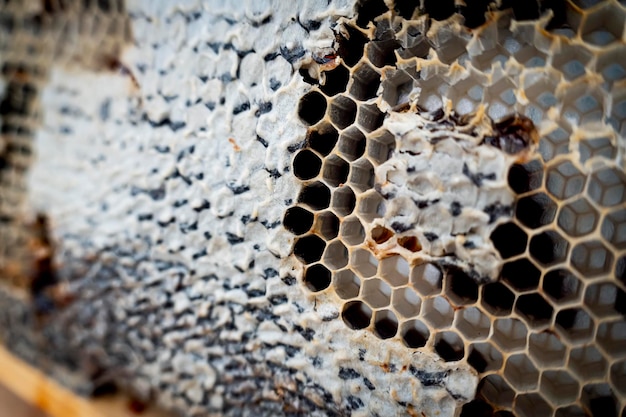 Honeycomb with honey as natural background