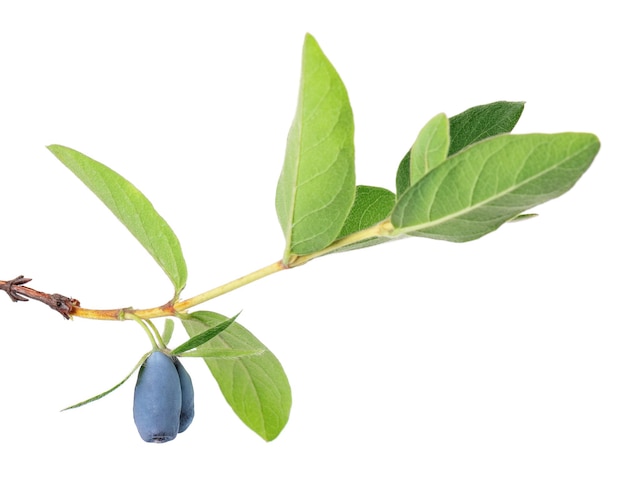 Honeysuckle twig with green leaves isolated on white background Ripe berries of honeysuckle Clipping path