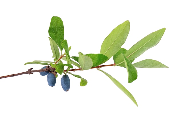 Honeysuckle twig with green leaves isolated on white background Ripe berries of honeysuckle Clipping path