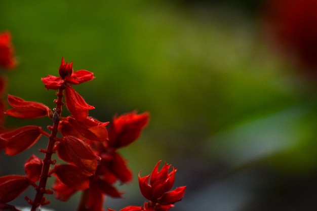 hongos y plantas