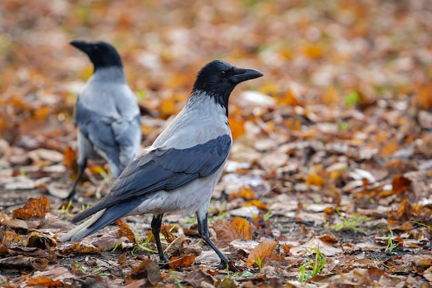 Hooded Crow - close-up against the background of fallen leaves..