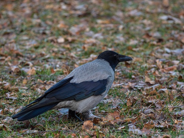 Hooded crow (Corvus cornix) Stockholm, Sweden