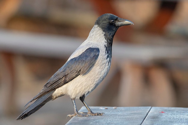 Hooded crow (Corvus cornix) Stockholm, Sweden