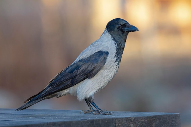 Hooded crow (Corvus cornix) Stockholm, Sweden