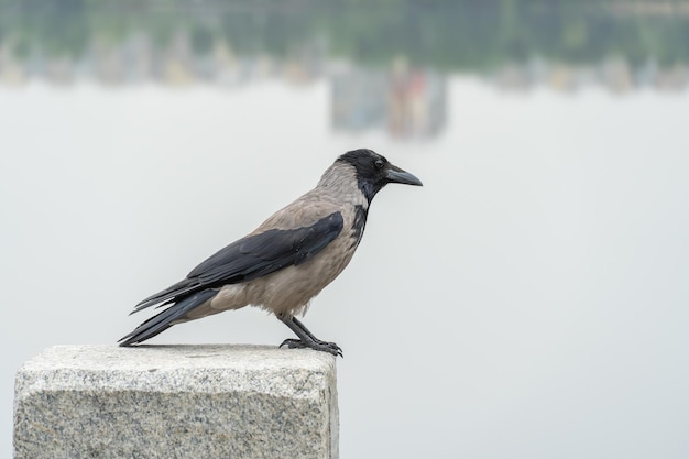 Photo hooded gray crow sits on embankment river in city corvus cornix is eurasian bird species from raven