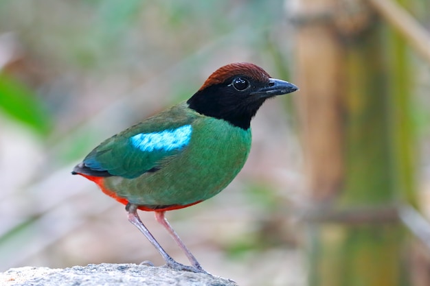 Hooded Pitta Pitta sordida Beautiful Birds of Thailand