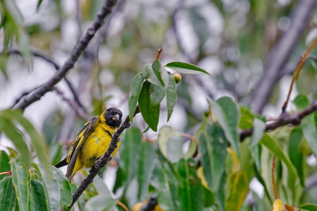 Hooded Siskin Spinus magellanicus