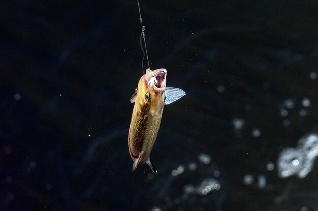 Hooked fish on fishing rod in a river