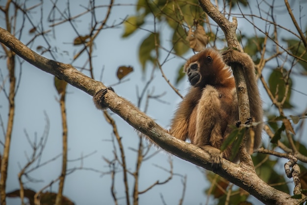 hoolock gibbon high on a tree wild indian monkey in the indian forest