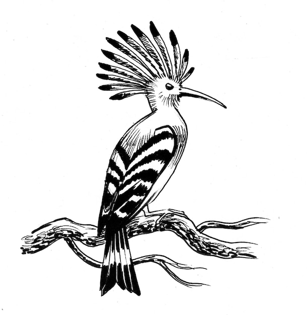 Hoopoe bird sitting on a tree branch. Ink black and white drawing