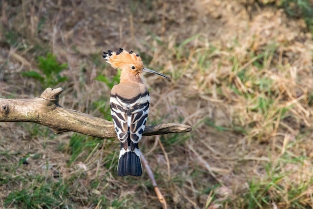 Hoopoe, Common Hoopoe (Upupa epops) Eurasian Hoopoe