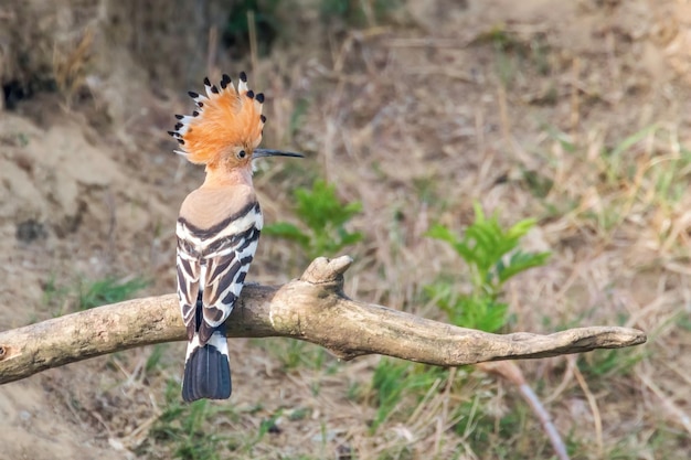 Hoopoe, Common Hoopoe (Upupa epops) Eurasian Hoopoe