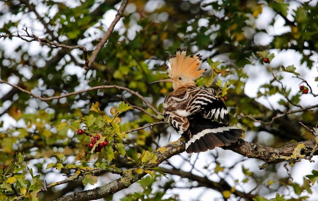 Hoopoe preening in a tree