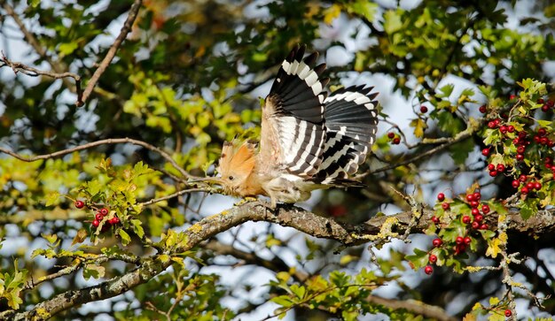 Hoopoe preening in a tree