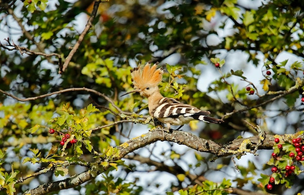 Hoopoe preening in a tree