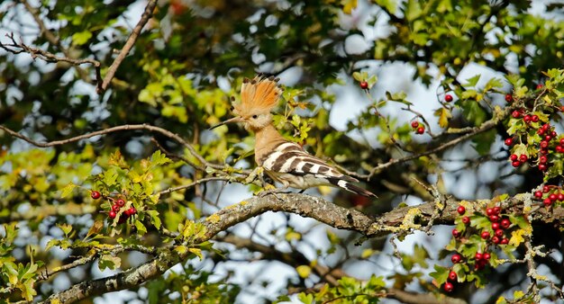 Hoopoe preening in a tree