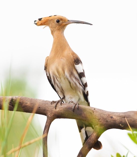 Hoopoe Upupa Beautiful bird brown with a long curved beak Isolated