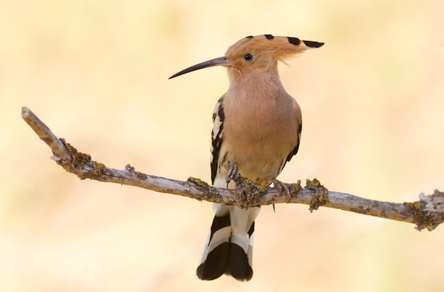 Hoopoe Upupa epops Bird on a gold background