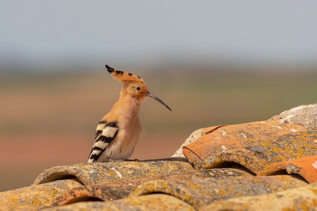 Hoopoe (Upupa epops) Malaga, Spain