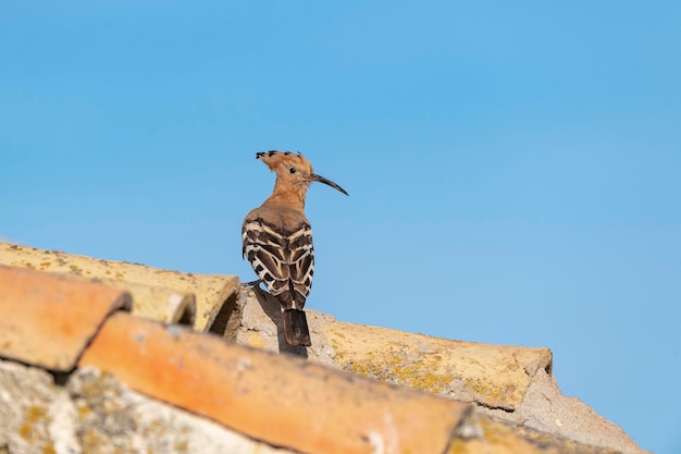 Hoopoe (Upupa epops) Malaga, Spain