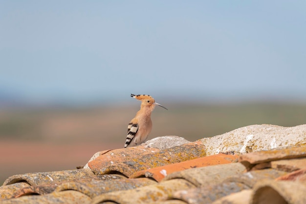 Hoopoe (Upupa epops) Malaga, Spain